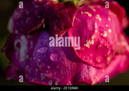 Rosa “Young Lycidas” (Austivant), portrait de fleur naturel Banque D'Images