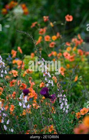 Linaria Dial Park,toadlin,mauve fleurs,tiges fleuries,flèches,snapdragon,geum totalement tangerine,Cirsium rivulare atropurpureum,omble de fontaine, Banque D'Images