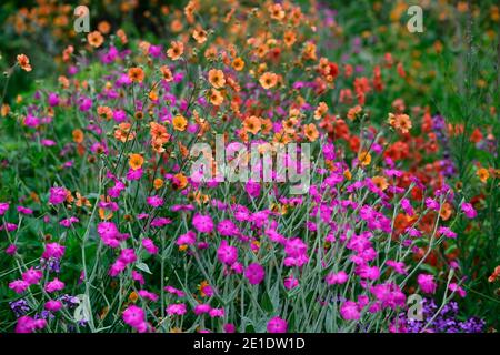 Lychnis Hill Grounds,Rose campion Hill Grounds,magenta rose fleurs,magenta rose fleur,geum totalement tangerine,geum rubin,fleurs rouges,fleurs orange,f Banque D'Images