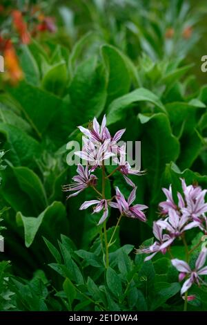 Dictamnus albus turkestanicus,Diptam,Dictamnus albus,Burning Bush,Fraxinella,Dittany,fleurs blanches roses,Floraison,RM Floral Banque D'Images