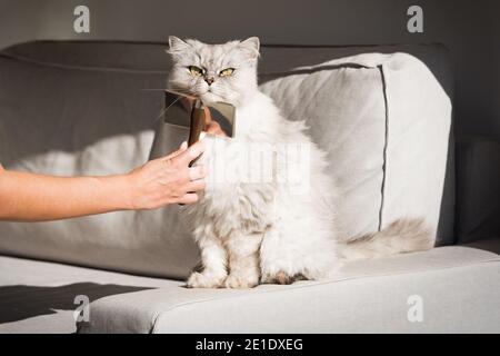 Peignant à la main joli chat gris à poil long. Le chat doux adore se brosser les dents Banque D'Images