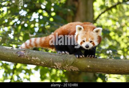 Panda rouge ou panda de moindre importance (ailurus fulgens) dans un arbre. Les pandas rouges sont des animaux menacés Banque D'Images
