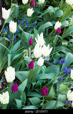 Bulbes de tulipes, tulipes dans un jardin ou lit de fleur de printemps, Royaume-Uni Banque D'Images