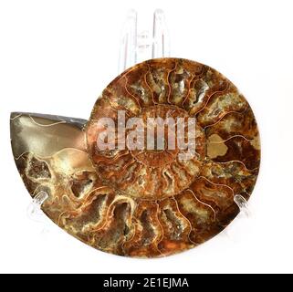 L'ammonite fossile antique sur fond blanc Banque D'Images