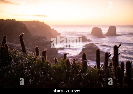 Coucher de soleil avec Cactus dans la forêt de Punta de Lobos, Pichilemu Banque D'Images