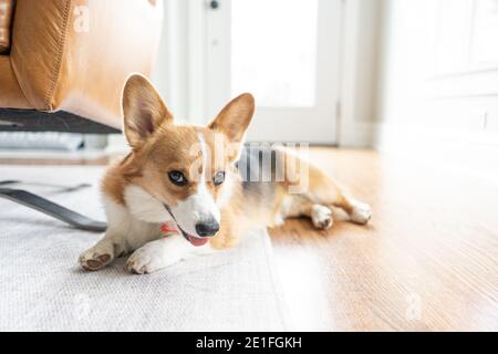 joli corgi posé sur le sol à l'intérieur regardant la panting de caméra Banque D'Images