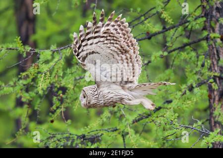 Oural Owl (Strix uralensis) volant dans la forêt boréale de la taïga, lac Huvsgol, Mongolie Banque D'Images