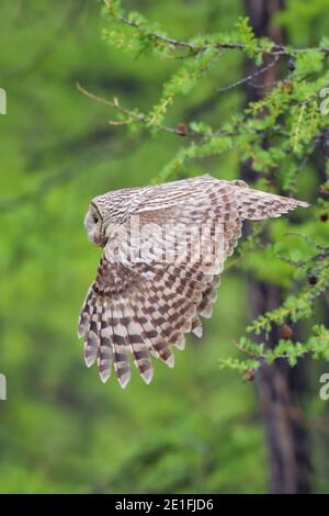 Oural Owl (Strix uralensis) volant dans la forêt boréale de la taïga, lac Huvsgol, Mongolie Banque D'Images