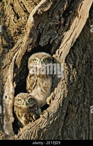 Little Owl (Athene noctua) deux juvéniles perchés devant la cavité de reproduction de l'olivier, Lleida, Espagne Banque D'Images