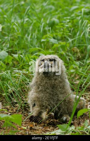 Hibou eurasien de l'aigle (Bubo bubo), jeune oiseau assis sur le fond de forêt, Brandebourg, Allemagne Banque D'Images