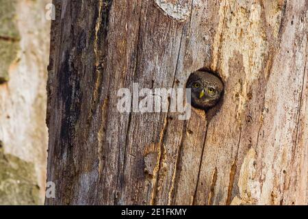 OWL de Pygmy eurasien (Glaucidium passerinum) en regardant hors de treehole, Hesse, Allemagne Banque D'Images