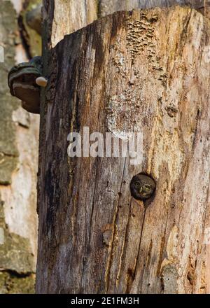 OWL de Pygmy eurasien (Glaucidium passerinum) en regardant hors de treehole, Hesse, Allemagne Banque D'Images