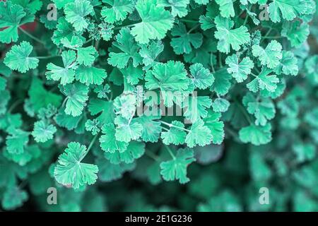 Faune et feuillage dans les jardins près de la baie de Singapour Banque D'Images