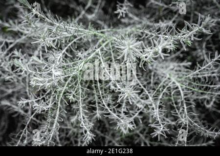 Faune et feuillage dans les jardins près de la baie de Singapour Banque D'Images