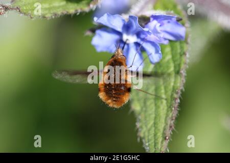 Alcanet vert, Pentaglottis sempervirens, fleurs bleues avec mouche d'abeille, Bombylius Major, planant et se nourrissant sur le nectar avec un fond feuillu flou. Banque D'Images