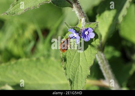 Alcanet vert, Pentaglottis sempervirens, fleurs bleues avec mouche d'abeille, Bombylius Major, planant et se nourrissant sur le nectar avec un fond feuillu flou. Banque D'Images