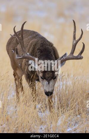 Mule Deer Buck gros plan Banque D'Images