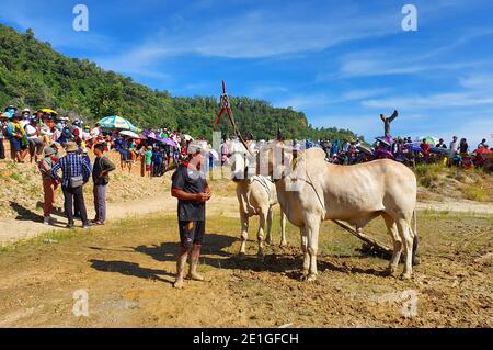 AN GIANG, VIETNAM - 28 NOVEMBRE 2020 : un festival traditionnel de course de boeuf. Banque D'Images