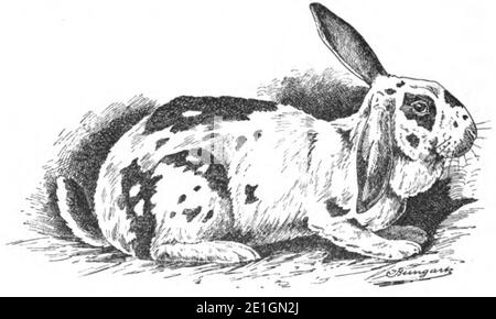Lothringisches Riesen-Kaninchen (Jean Bungartz, Kaninchenrassen, 1902, p026). Banque D'Images