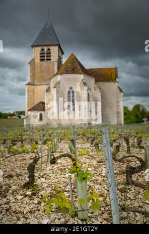 Vignoble et église Sainte-Claire dans la région de Chablis en Bourgogne, France Banque D'Images