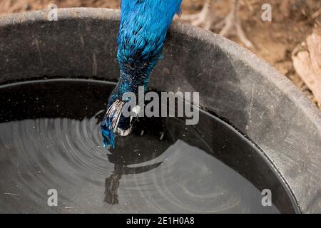 Belle eau potable de paon d'un énorme pot Banque D'Images