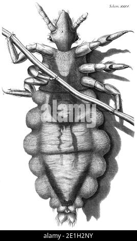 Diagramme de la souris, Micrographia, Robert Hooke, 1667. Banque D'Images