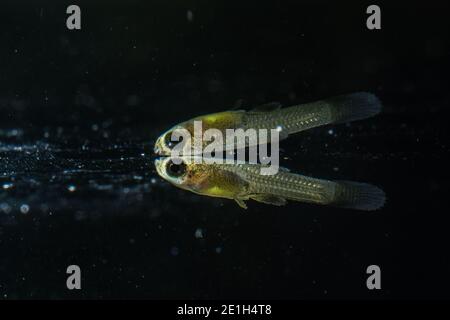 Un nouveau guppy (Poecilia reticulata) flotte à la surface des eaux, ces petits poissons sont vivants et les poissons juvéniles sont minuscules. Banque D'Images