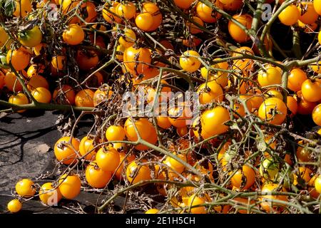 Jardin de tomates jaunes poussant sur paillis en plastique Solanum lycopersicum sol Banque D'Images