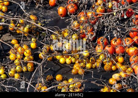 Tomates rouges jaunes sur paillis plastique Solanum lycopersicum moulu Banque D'Images