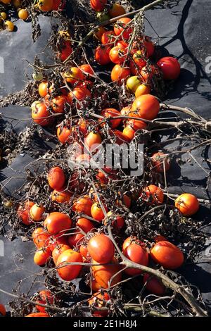 Paillis de plastique dans une tomate Solanum lycopersicum produire des tomates Banque D'Images