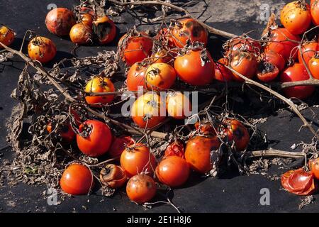 Paillis de plastique dans une tomate Solanum lycopersicum produire des tomates Banque D'Images