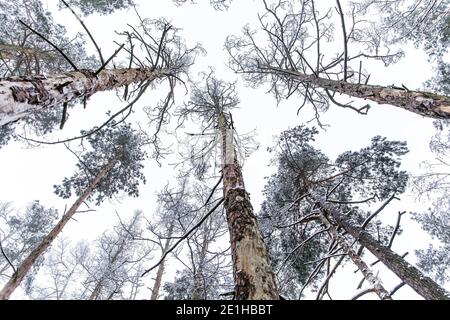 Un pin sec haut dans la forêt d'hiver. PIN sec mort. Matin d'hiver gelé dans les bois. Concept écologique. Banque D'Images