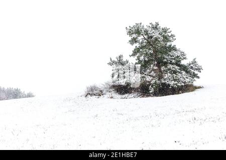PIN solitaire enneigé. Paysage hivernal de moody avec un pin solitaire dans un champ de neige blanc. Matin d'hiver glacial. Concept d'écologie. Banque D'Images