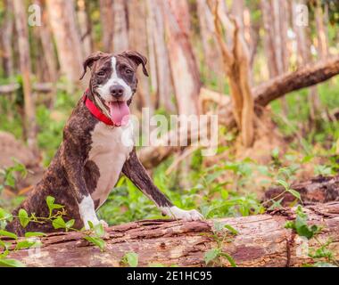Un joli Pittbull Terrier est en cours d'exécution dans la forêt Banque D'Images