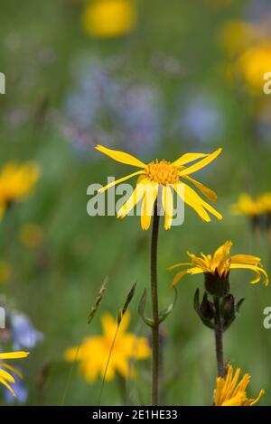 Arnika, Echte Arnika, Bergwohlverleih, Berg-Wohlverleih, Arnica Montana, arnica, fléau du léopard, fléau du loup, tabac de montagne, arnica de montagne, l’Arn Banque D'Images