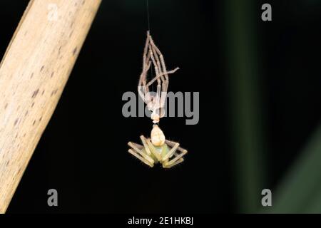 Taurage d'araignée de huntsman verte, olios milleti, Pune, Maharashtra, Inde Banque D'Images