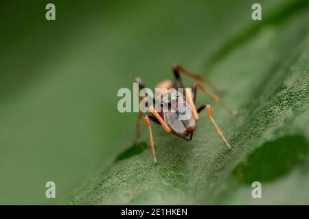 Homme imite les yeux d'araignée Ant, Myrmarachne formicaria, Pune, Maharashtra, Inde Banque D'Images