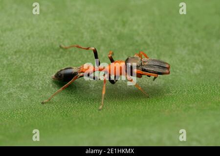 Vue latérale de l'Ant mâle imite les yeux de l'araignée, Myrmarachne formicaria, Pune, Maharashtra, Inde Banque D'Images