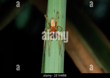 Araignée à sac jaune, Cheiracanthium punctorium, Satara, Maharashtra, Inde Banque D'Images