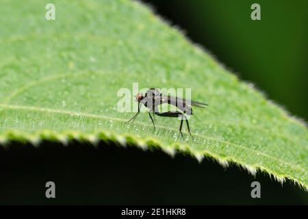 Mouche noire, Dioctria sp, Maharashtra, Inde Banque D'Images
