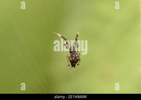 Araignée maillée mâle, Uloborus plumipes, uloboridae, Satara, Maharashtra, Inde Banque D'Images