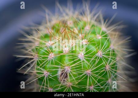 Golden Barrel Cactus plante dans un pot et ses épines gros plan macro photo, belle plante de jardin qui nécessite moins d'eau et plus de soleil. Banque D'Images