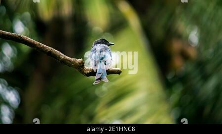 Oiseau de Drongo à queue de fourche perché dans une branche d'arbre et vigilant. Ce bel oiseau de couleur sombre est commun et peut être vu partout au Sri Lanka. Banque D'Images