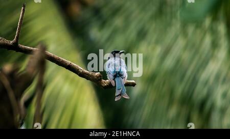 Oiseau de Drongo à queue de fourche perché dans une branche d'arbre et vigilant. Ce bel oiseau de couleur sombre est commun et peut être vu partout au Sri Lanka. Banque D'Images