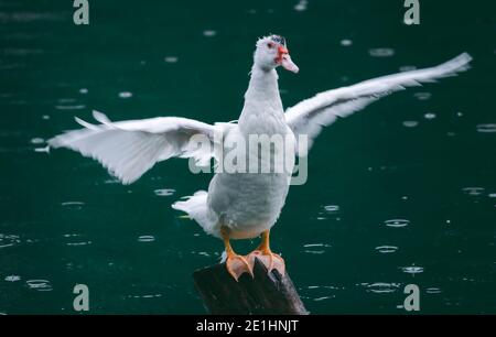 Le canard blanc a étendu ses ailes humides aussi larges qu'il le peut dans la pluie, debout un poteau dans l'étang, mouvement ailes flous, temps sombre et moody. Banque D'Images