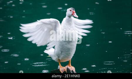 Le canard blanc a étendu ses ailes humides sous la pluie, se tenant un poteau dans l'étang, se délaquant pour sécher les ailes. Banque D'Images