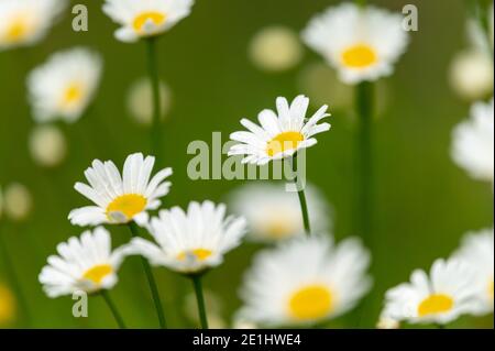 Pâquerettes fleuries (Leucanthemum) croissant dans un pré par une journée nuageux en été, alpes autrichiennes Banque D'Images