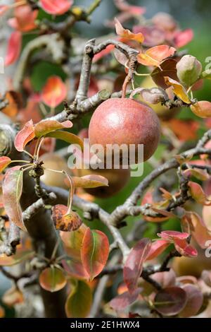 Poire mûre 'Black Worcester' poussant sur un arbre. Pyrus communis. 'Black Worcester'. Banque D'Images