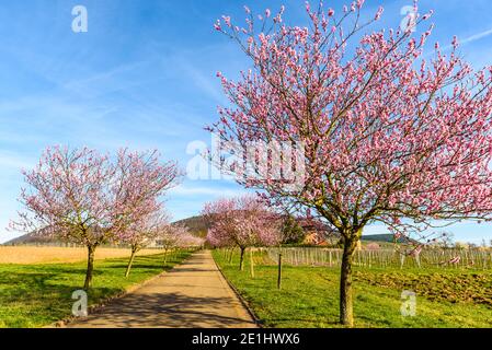 Les amandiers fleurissent sur la route des vins allemande, Geilweilerhof, Siebeldingen, Rhénanie-Palatinat, Allemagne Banque D'Images