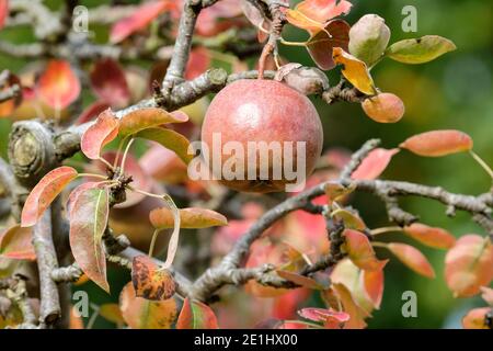 Poire mûre 'Black Worcester' poussant sur un arbre. Pyrus communis. 'Black Worcester'. Banque D'Images